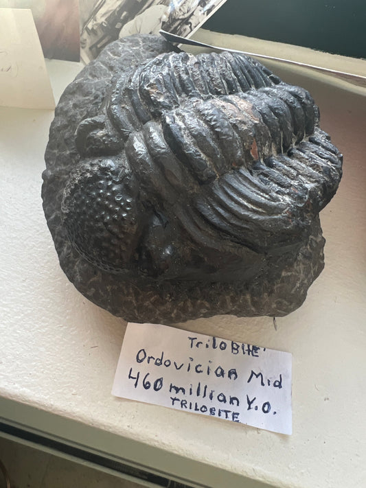 Trilobite Fossil aprox. 270 MYO. Excelent condition