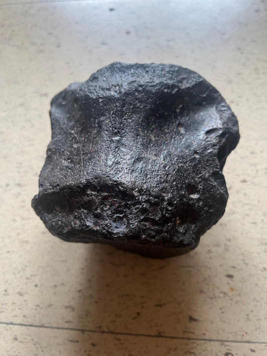 Velocirapto Vertebra Tail bone  72 to 89 Million Years old Alpha+